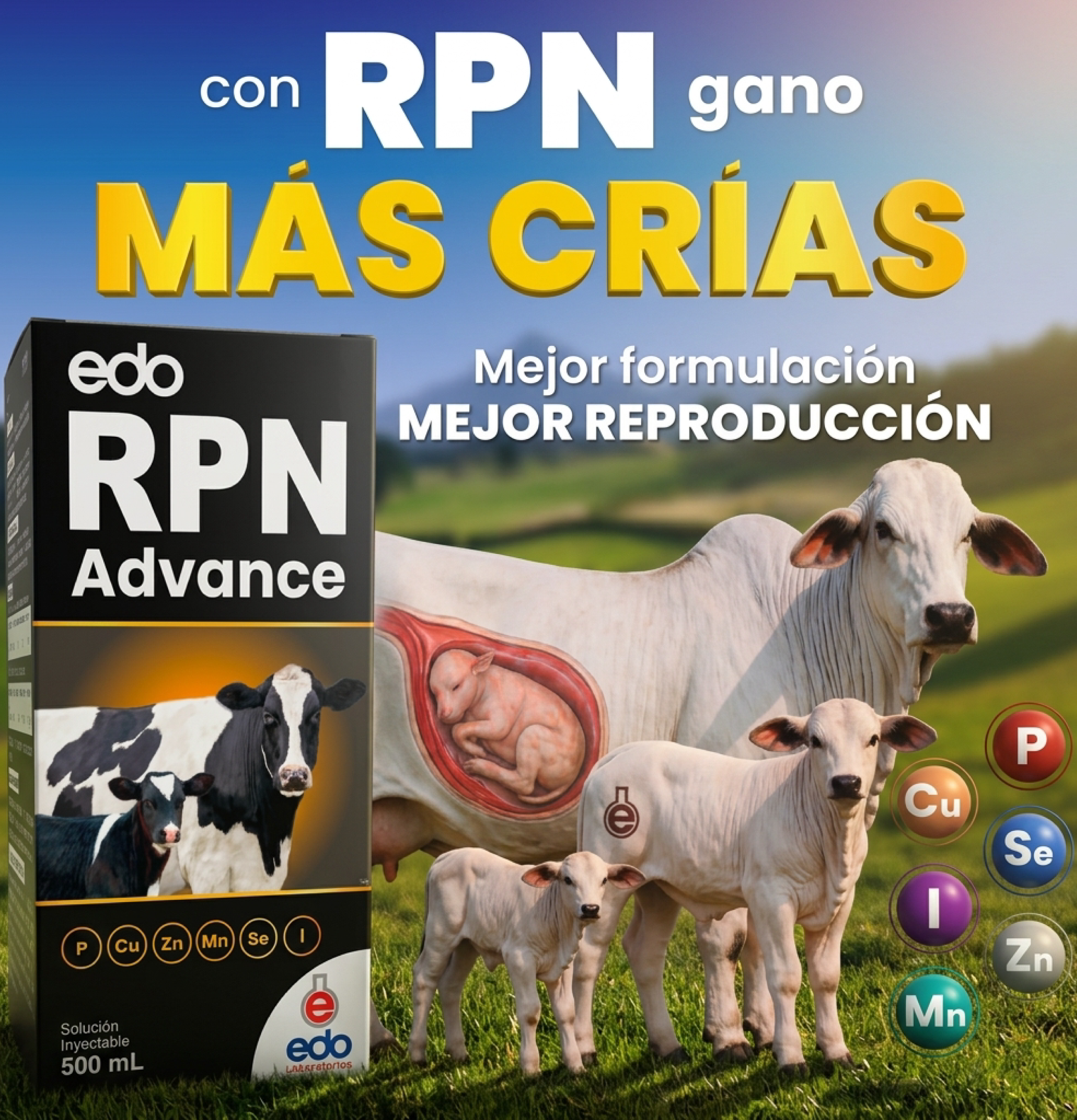 Edo RPN Advance - Imagen 2